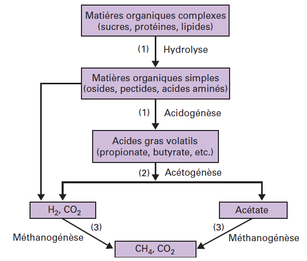 méthanogenèse